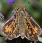 Hylephila phyleus female