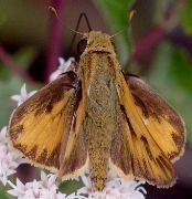 Hylephila phyleus male