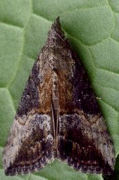 Hypena scabra