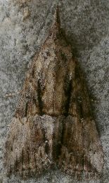 Hypena scabra