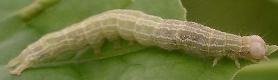 Hypena scabra larva