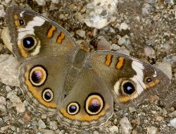 Junonia coenia