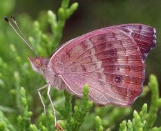 Junonia coenia: autumn form