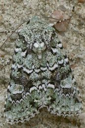 Lacinipolia laudabilis