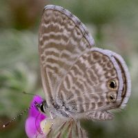 Leptotes marina