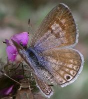 Leptotes marina female