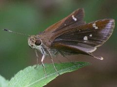 Lerema accius female