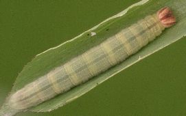 Lerodea eufala larva