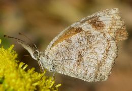 Libytheana carinenta: winter form