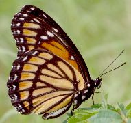 Limenitis archippus