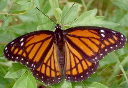 Limenitis archippus