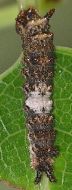 Limenitis arthemis larva