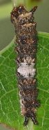 Limenitis arthemis larva