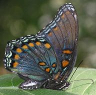 Limenitis arthemis