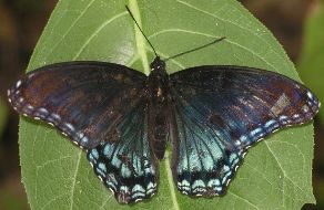 Limenitis arthemis