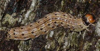Litoporsopus futilis larva