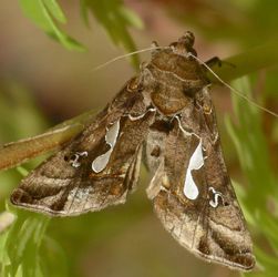 Megalographa biloba