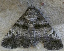 Metria amella