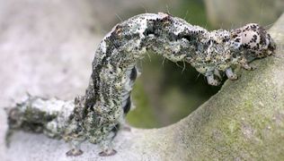 Metria amella larva