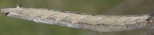 Neogalea sunia larva
