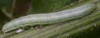 Ogdoconta cinereola larva