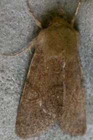 Orthosia annulimacula