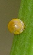 Papilio cresphontes egg