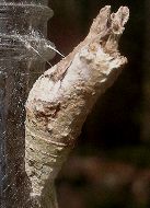 Papilio cresphontes pupa