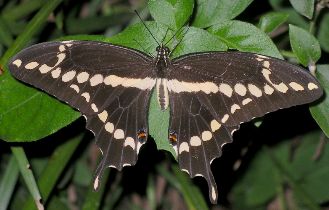 Papilio cresphontes