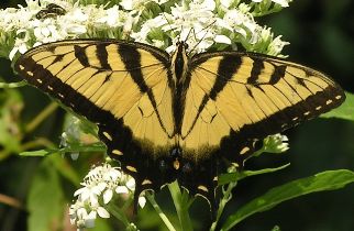 Papilio glaucus