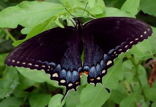 Papilio glaucus female