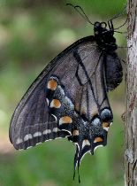 Papilio glaucus female