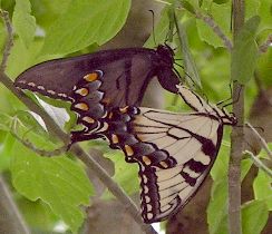 Papilio glaucus mating