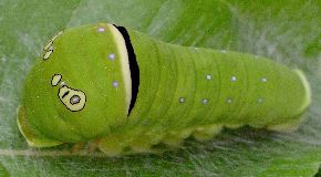 Papilio multicaudata larva