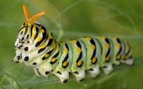 Papilio polyxenes larva extending osmeterium