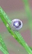 Papilio polyxenes egg