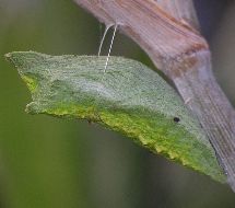 Papilio polyxenes pupa