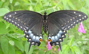 Papilio polyxenes female