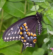 Papilio polyxenes