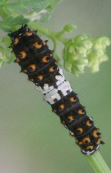 Papilio polyxenes larva