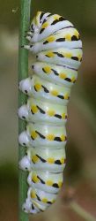 Papilio polyxenes larva