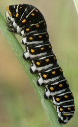 Papilio polyxenes larva