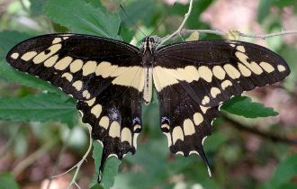 Papilio thoas