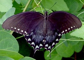 Papilio troilus female