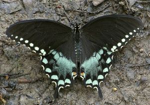 Papilio troilus male