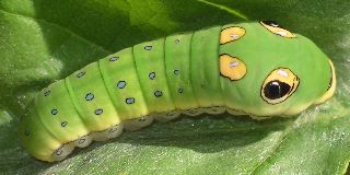 Papilio troilus larva