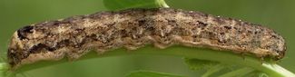 Peridroma saucia larva