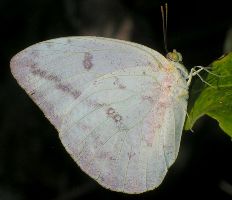 Phoebis agarithe female