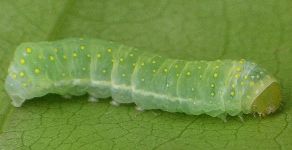 Phosphila miselioides larva