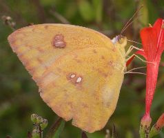 Phoebis philea female